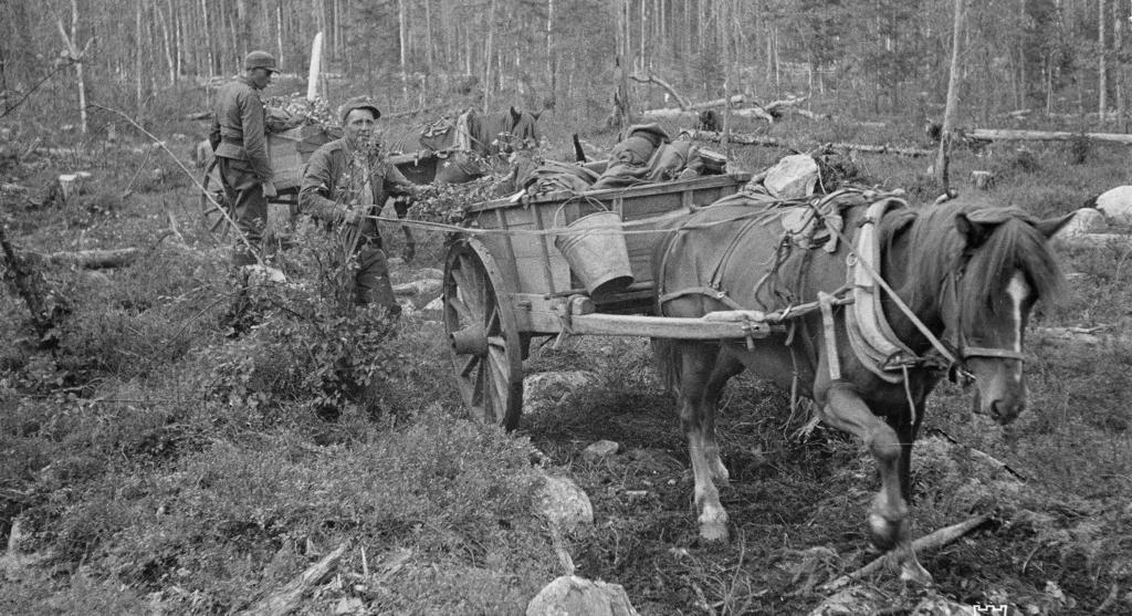 14 KORVEN KAIKU 2017 Suomenhevosten kunniakas sotasavotta Moni on nähnyt elokuvasta Tuntematon sotilas kohtauksen, jossa sotamies Korpela saa surmansa yrittäessään pelastaa kuormahevosta vihollisen