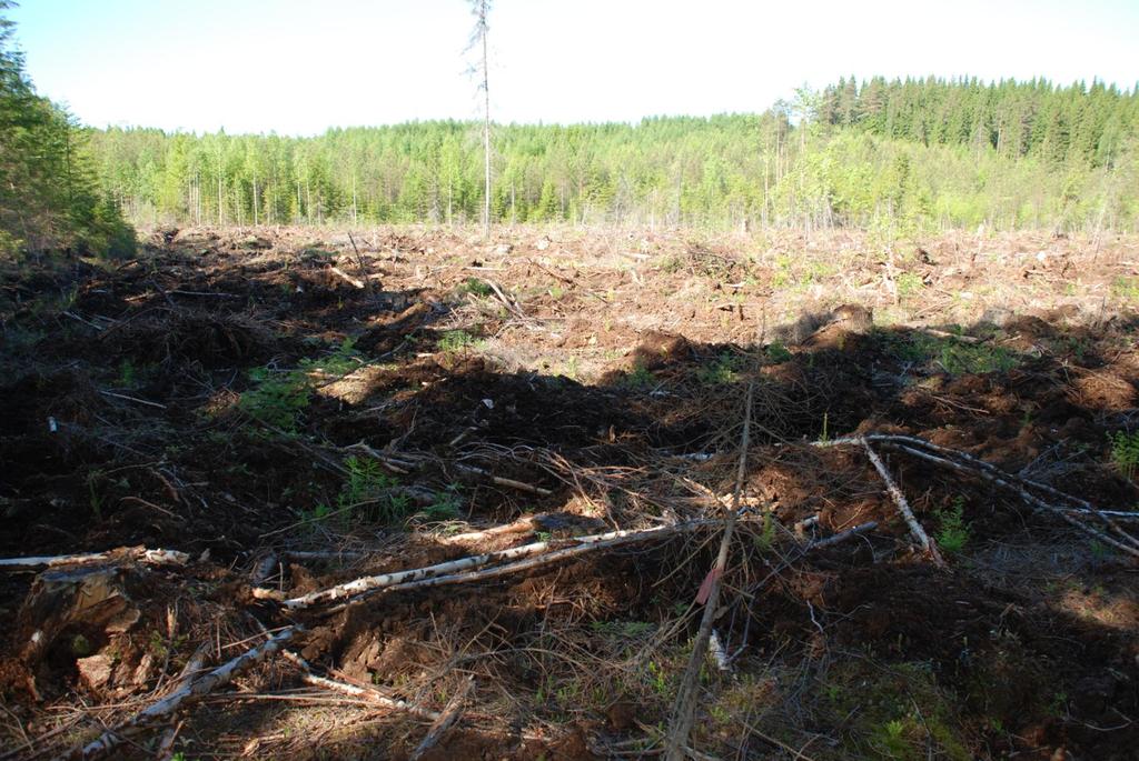 Ukonsuon metsätaloustoimenpiteinä turvemaan uudistushakkuu,