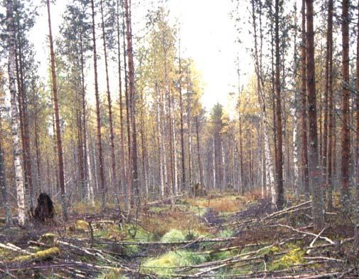 Tavoitteena tulisi olla arvioida todellinen