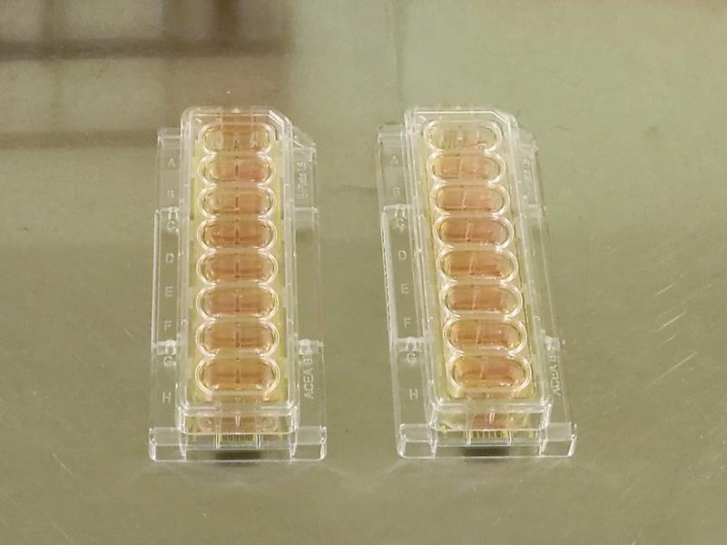 22 Taulukko 2. Proliferaatiokokeessa käytetyt näytteet ja kontrollit mittauslevyillä. E-Plate 1 E-Plate 2 A PC3 20 000 A PC3 20 000 B PC3 + PFP EV 10 7 B PC3 + PFP EV 10 10 C PC3 + PFP EV lyoph.