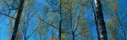 ALKUSANAT Vuonna 2001 suhdanteet heikkenivät, eikä Suomen metsäteollisuudessakaan lyöty tuotanto- ja vientiennätyksiä kuten useana edellisvuonna.
