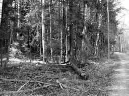 ja Keskuspuiston pohjoisosan toiminnallinen yleissuunnitelma, MA- Arkkitehdit, 1993 (LIV), Keskuspuiston pohjoisosan luonnonhoitosuunnitelma 1997-2006 luonnonhoidon 3296-3302 kuvio Näkymä