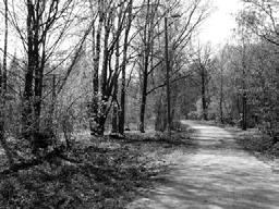4. SUUNNITELMA VUOSILLE 2004-2013 Ei toivomuksia. Säilytetään luonto monimuotoisena ja kehitetään mahdollisuuksien mukaan entisestään Niskalan arboretumin laajennusalueena.