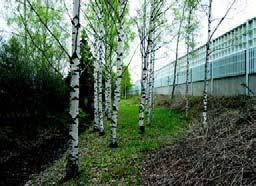 4. SUUNNITELMA VUOSILLE 2004-2013 Suojaviheralue saadaan kasvillisuudeltaan sellaiseksi, että se täydentää osaltaan melumuurin melulta ja saasteilta suojaavaa vaikutusta.