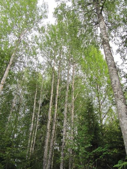 Lisää eri-ikäisrakenteisesta metsästä voit lukea sitä käsittelevästä tuotekortista ja metsien käsittelyohjeita riistaa suosien löytyy osoitteesta http://tapio.