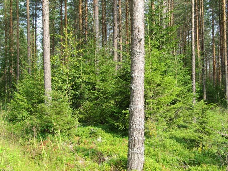 Jo muutama alikasvoskuusi antaa suojaa ja varpukasvusto ravintoa.