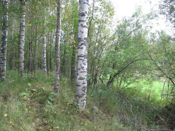 Poimintahakkuu on yleinen vaihettumisvyöhykkeen käsittelytapa, mikäli vyöhyke on rajattu omaksi käsittelykuvioksi.