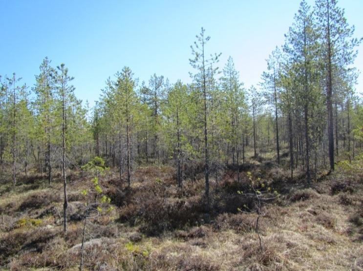Tuulivoimala 2 101002800-002 6 Suunniteltu voimalanpaikka sijaitsee ojitetulla suoalueella, joka on muuttumassa jäkäläturvekankaaksi