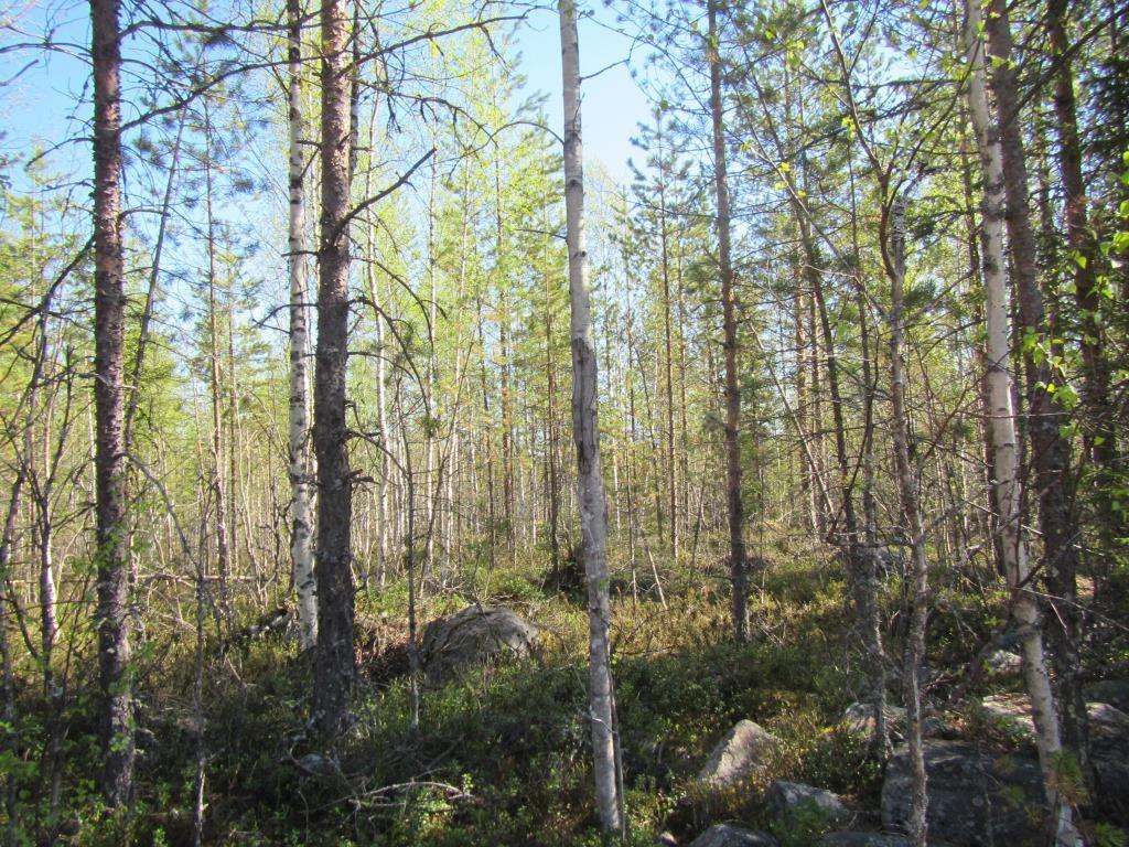 Voimalapaikan pohjoispuolella on ojittamaton Kokkonevan suoalue, joka on lyhytkorsinevaa (LkN).