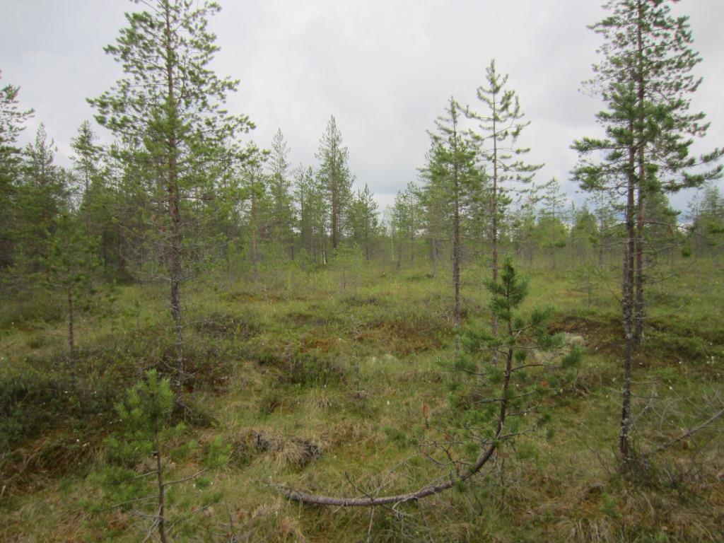 Tuulivoimala 3 Suunniteltu voimalanpaikka sijaitsee ojitetulla suoalueella Kutjunrämeellä.