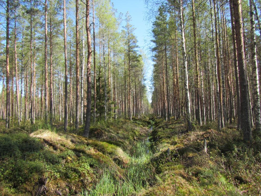 Tuulivoimala 4 101002800-002 7 Suunniteltu voimalanpaikka sijaitsee varttuneella sekapuisella puolukkaturvekankaalla (Ptkg). Kenttäkerroksen kasvillisuudessa esiintyy mm.