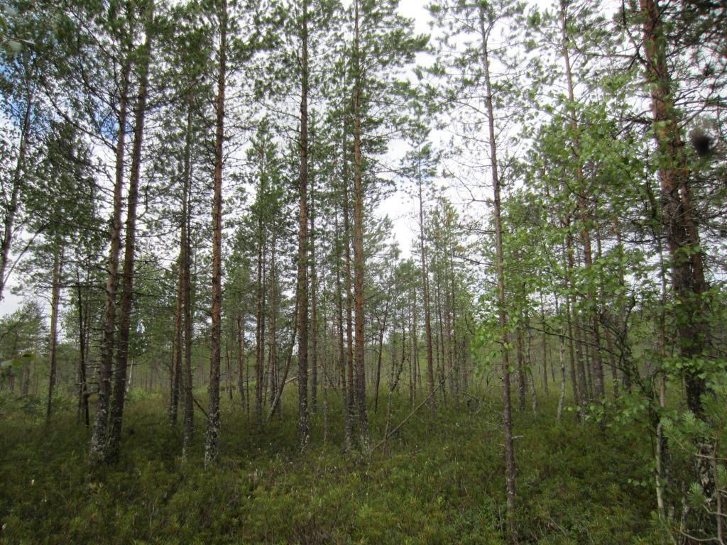 Tuulivoimala 5 101002800-002 8 Suunniteltu voimalanpaikka ja voimalalle suunniteltu tie sijaitsevat ojitetulla isovarpurämemuuttumalla (IRmu). Kenttäkerroksen valtalajina on suopursu.