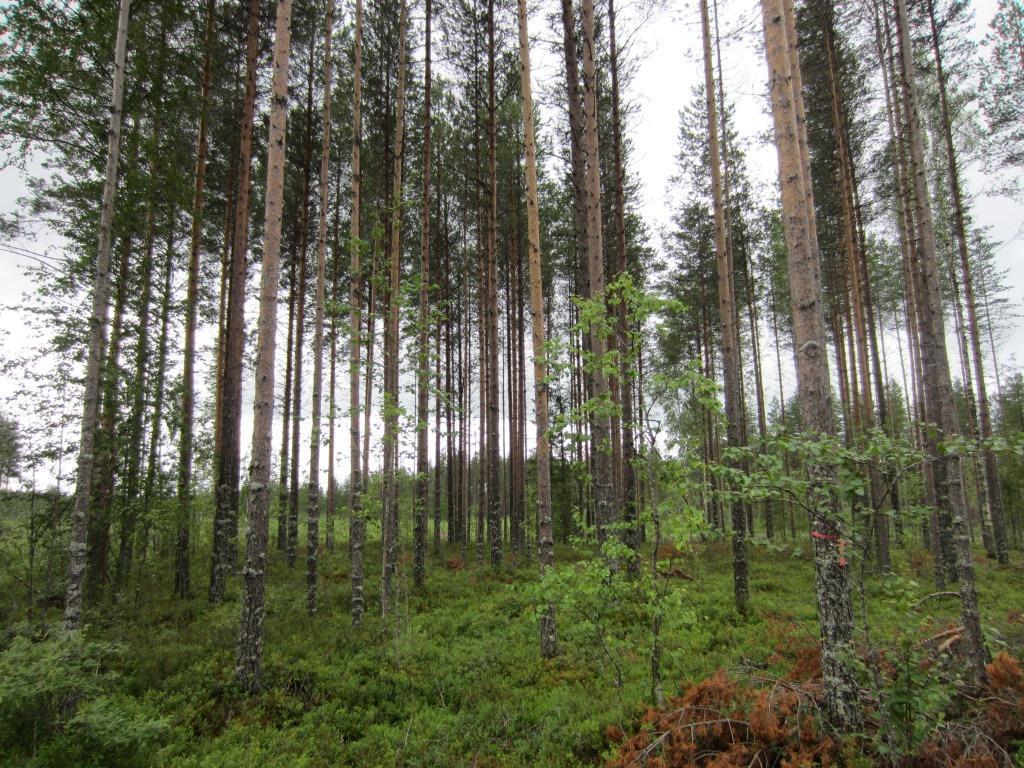 Tuulivoimala 6 101002800-002 9 Suunniteltu voimalanpaikka sijaitsee hakkuun ja kuivahkon (EVT) kankaan rajalla. Kankaalla kasvaa keski-ikäistä mäntyä.