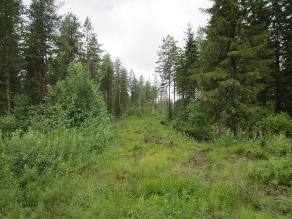 Voimalapaikan ympäristössä on ojitettuja rämeitä ja tuoreen kankaan (VMT) keski-ikäistä sekapuustoista kangasta.