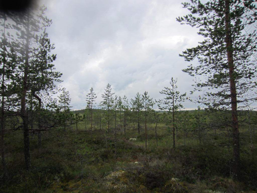 Tuulivoimala 8 101002800-002 10 Suunniteltu voimalanpaikka sijaitsee ojitetulla rahkarämemuuttumalla (RaRämu). Puusto on kitukasvuista mäntyä. Kenttäkerroksessa kasvaa mm.