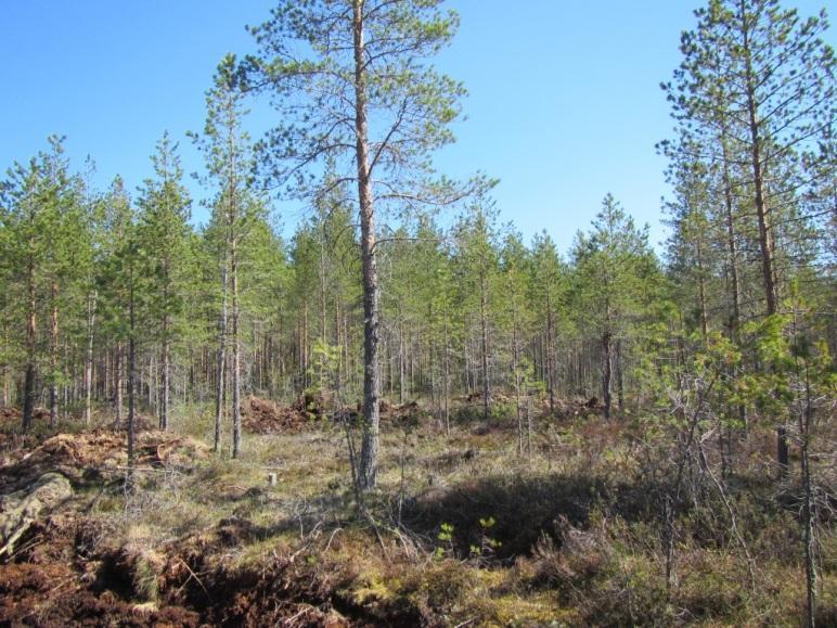 Voimalapaikan ympäristössä ja voimalalle suunnitellun tien alueella on kuivahkon kankaan (EVT) nuorta mäntykangasta, isovarpurämemuuttumaa (IRmu) sekä hakkuualue.