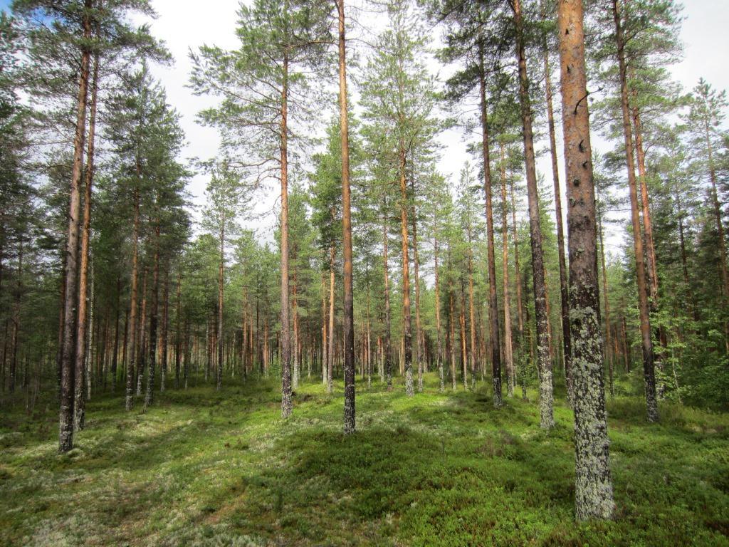 Voimalapaikalle johtavan tien alueelle sijoittuu hakkuita (oikea).