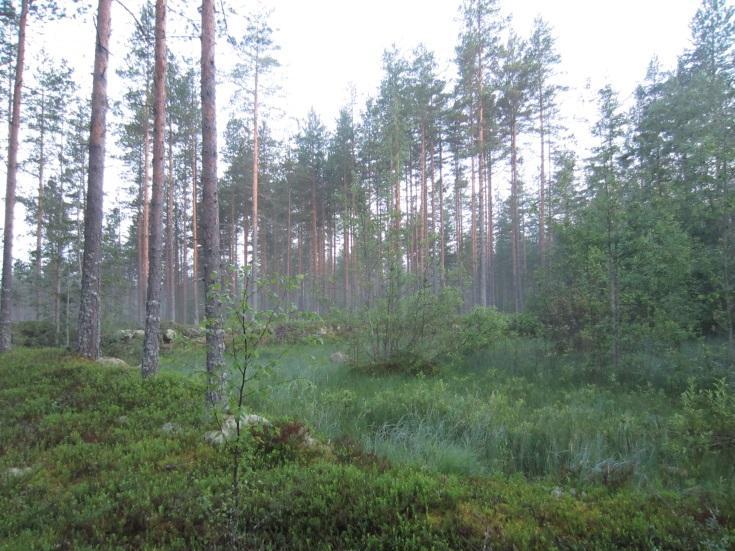 Metsäautotien yllä saalistava lepakkoyksilö sijoittui alle 500 metrin etäisyydelle kolmesta suunnitellusta voimalasta. Lähin voimala on no 8, joka sijaitsee noin 450 metrin etäisyydellä havainnosta.