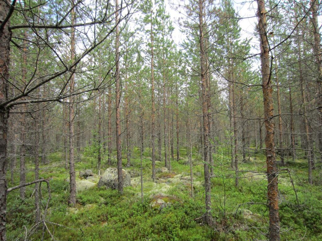 Tuulivoimala 1 101002800-002 5 Suunniteltu voimalanpaikka sijaitsee kivikkoisella kuivahkollla variksenmarjapuolukkatyypin (EVT) kankaalla.