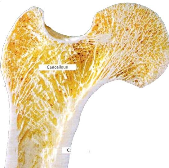 Luku 1 RUSTO JA LUU Elimistön tukiranka koostuu pääosin rusto- ja luukudoksesta. Näihin liittyy elimellisesti kolmas tukikudos, sidekudos nivel-, ym. sidosten muodossa.