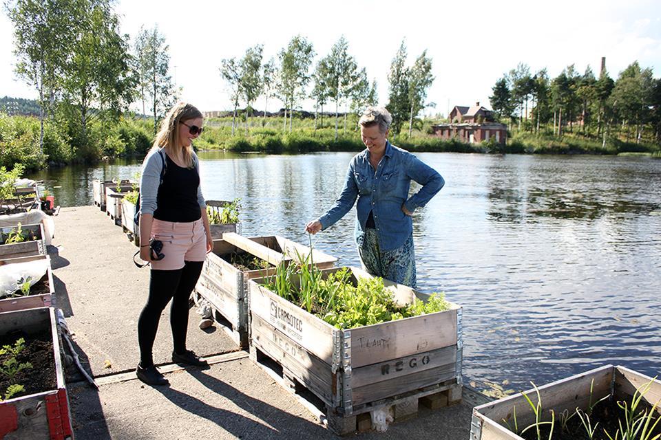 HIEDANRANNAN KELLUVA PUUTARHA Joukko tamperelaisia viljeli Näsijärven äärellä. Kaupunki on rakensi laiturin ja tarjosi lavat sekä mullan.