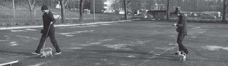 näyttelytreenit Heurekan parkkipaikalla (Kehä 3:n