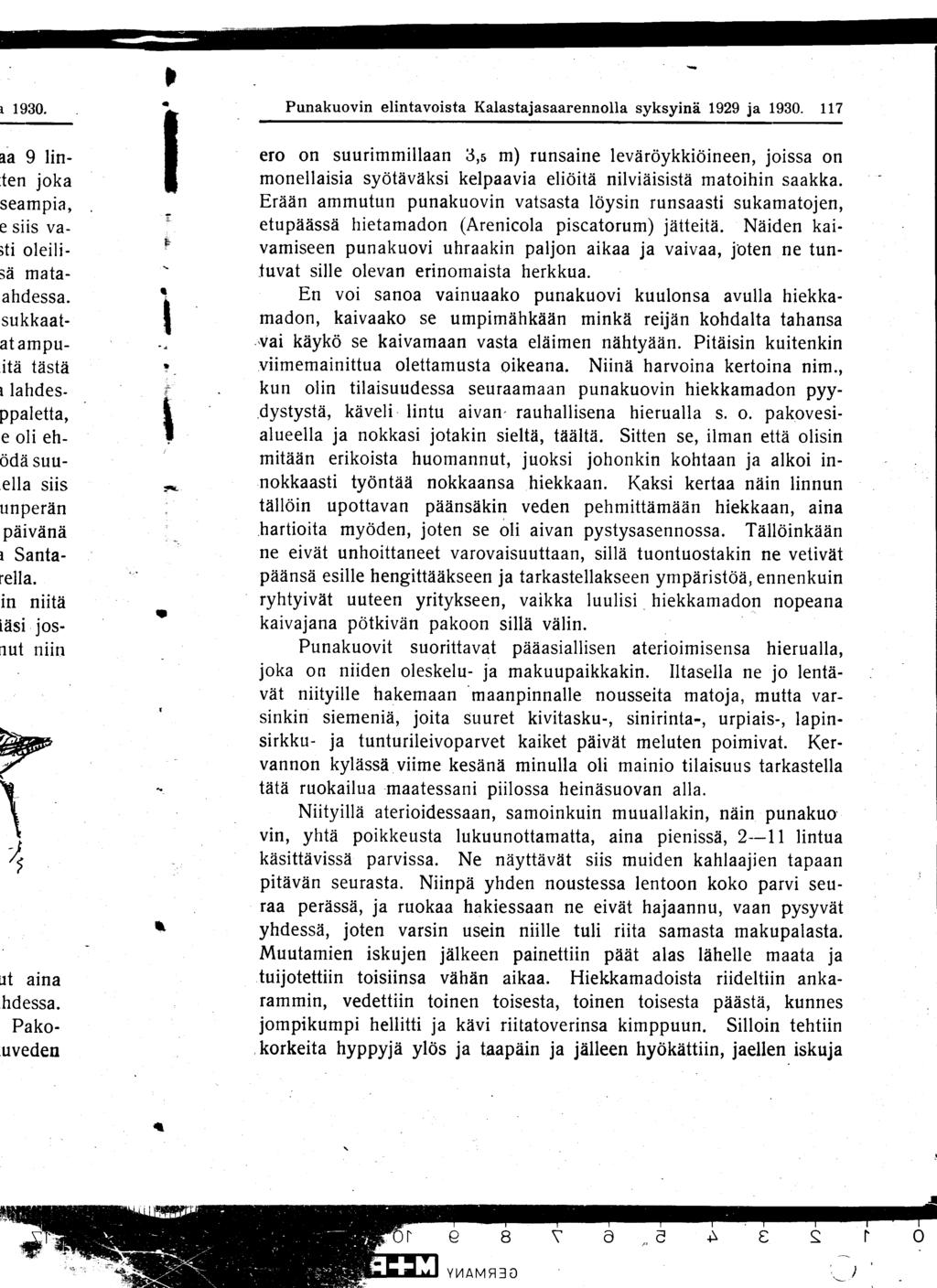 Punakuovin elintavoista Kalastajasaarennolla syksyinä 1929 ja 1930.