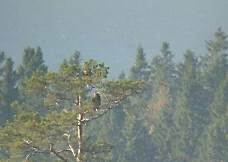 Kuva 7. Merikotkapari männyn latvassa hankealueen länsipuolella noin kilometrin päässä. Kuva otettu kännykällä kaukoputken läpi.