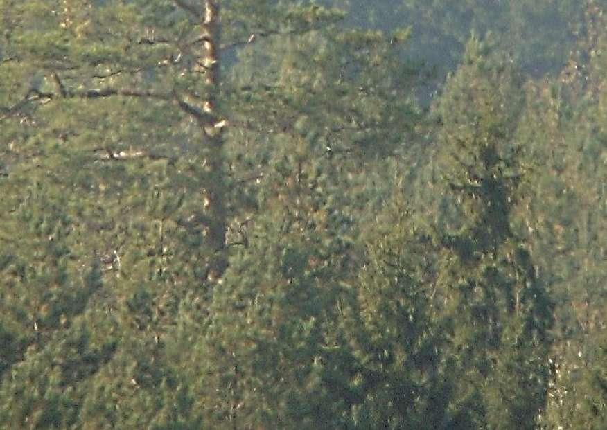 Edelleen valtaosa aikuisten merikotkien kokonaislentoajasta oli yhden parin aikaan saamaa, jonka reviiristä hankealue muodostaa osan.