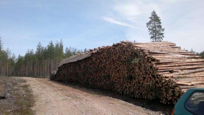 1 m pinon reunojen ulkopuolelle (kuva 2). Peitteen päälle oli levitetty riittävä määrä puutavaraa, jotta peite pysyisi paikallaan.