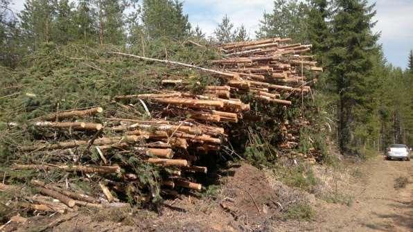 Raidonperä, Hämeenlinna Toinen tutkimuskohde sijaitsi Hämeenlinnan Rengossa Raidonperän kylällä (N 6751831 E 340615). Kohteessa oli kaksi n. 50 m 3 pinoa karsimatonta mäntyä.