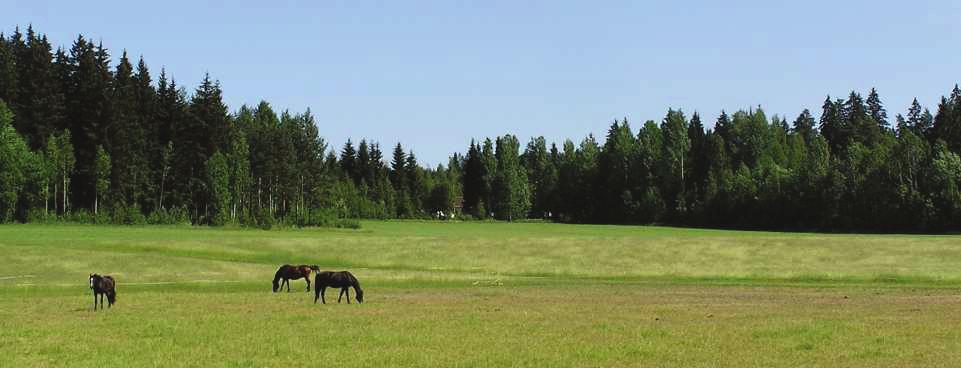 ISTUTUKSET - Piha-alueen korkeustasot tulee sovittaa ympäröiviin tontteihin / katualueeseen.