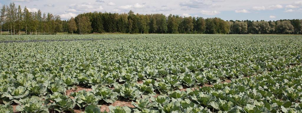 Fosforilannoitus ja ympäristö Fosfori merkittävä ravinne vesistökuormituksen takia Valumavesien mukana suomalaisilta pelloilta karkaa fosforia keskimäärin 1-2 kg/ha 1 fosforikilo voi tuottaa