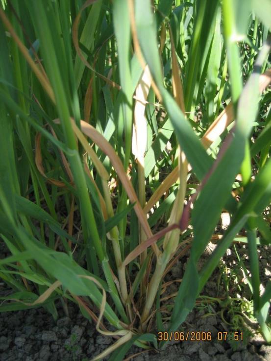 Punahomeiden hallinta Yksipuolinen viljely lisää Fusarium-tartuntaa pellolla Esikasvilla selkeä vaikutus DON-pitoisuuksiin viljoilla, kuitenkin DON-muodostajia muillakin kuin viljakasveilla T-2/HT-2