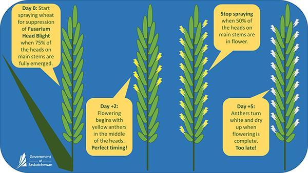 Note that foliar fungicides are registered for the suppression of FHB on wheat, rather than control. It is too late to apply fungicides once symptoms are observed.