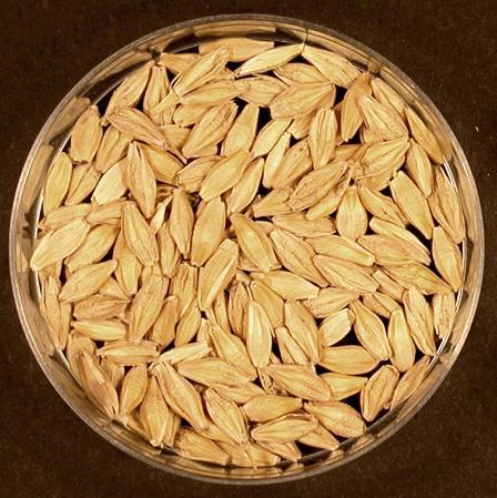 Barley: