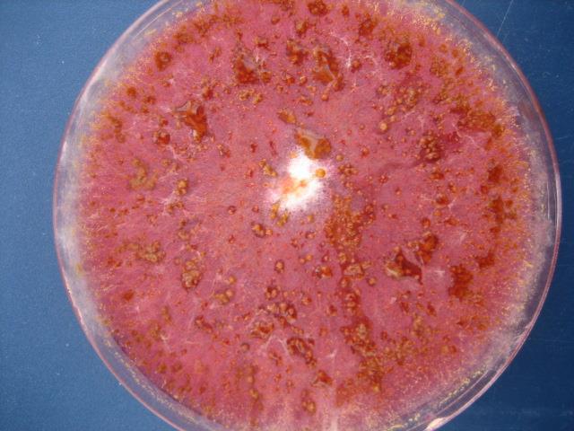 Useita Fusarium-lajeja aiheuttajina Yleisimmät Fusarium-lajit viljassa: - F.