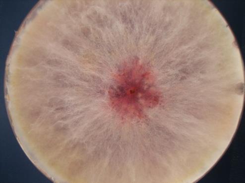 Punahomeet ja toksiinit Tärkeimmät lajit Fusarium graminearum ja F.
