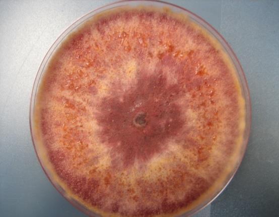 kauppakelpoisuudelle F. langsethiae ja F.