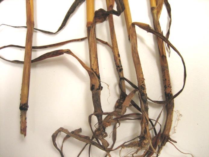 graminearum muodostaa myös suvullista astetta