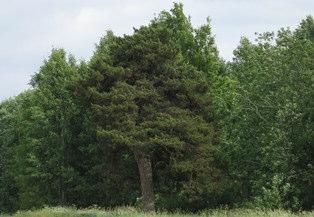 puun suojelumahdollisuuksia on kaksi: Luonnonsuojelulain luontotyyppisuojelu tai luonnonmuistomerkin rauhoittaminen.