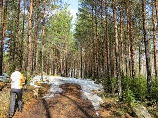 Kirkkopolku Arvo: Matkailullinen arvo Ongelma: Toimenpidesuositus: Polku käydään inventoimassa ja alueesta tehdään maastokartta, jonka