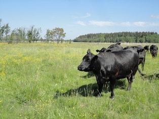 kylämaiseman mahdollisiin ongelmiin. Länsi-Suomen maa- ja kotitalousnaisten piirikeskus on kesällä 2013 mukana ohjaamassa kuutta kyläkävelytapahtumaa Matka kylämaisemaan hankkeen puitteissa.