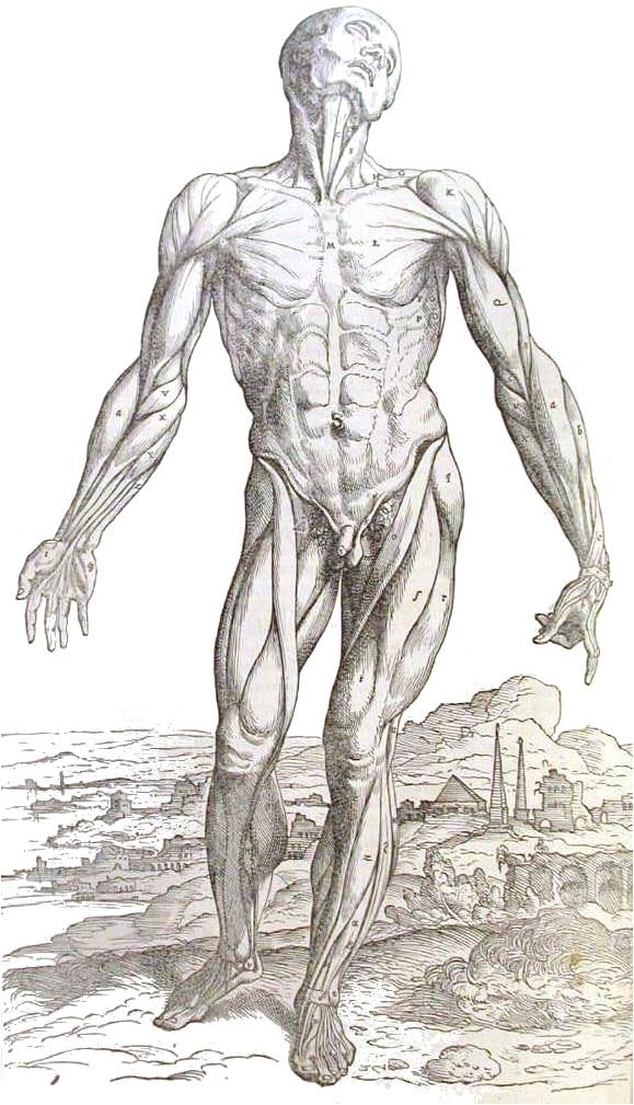 Elinjärjestelmien ensimmäinen osajakso: Tuki- ja liikuntaelimistö HY Biolääketieteen laitos, kevät 2014 Kuva Andreas Vesaliuksen kirjasta: De humanis corpora fabrica, Basel 1543 Lääketieteen ja