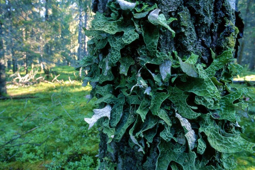 Raidankeuhkojäkälä (Lobaria pulmonaria) Koko maassa esiintyvä raidankeuhkojäkälä kasvaa etenkin vanhojen raitojen ja haapojen rungoilla, mutta sille kelpaavat asunnoksi myös muut vanhat lehtipuut.