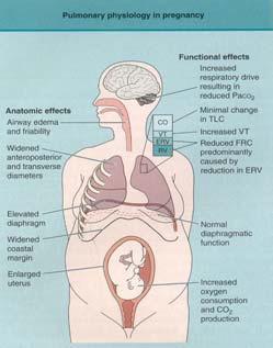 Raskauden aikaisia fysiologisia muutoksia Keuhkojen jäännöstilavuus Hapen
