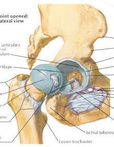 ANATOMIA Lonkkanivel Lonkkanivel on rakenteeltaan pallonivel Reisiluun pää niveltyy