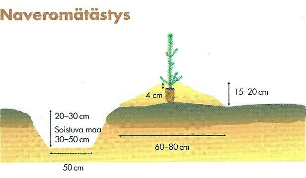 19 Naveromätästyksessä maahan kaivetaan kaivinkoneella matalia, n. 20 30 cm syviä naveroita.