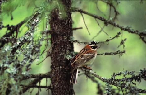 Kainuun ja Vienan Karjalan vanhoissa metsissä on lukuisia luontomatkailijoita kiinnostavia lajeja, joita ei ole mahdollista havaita etelämpänä.