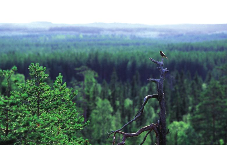 neita lajeja, joita ei ole mahdollista löytää talousmetsistä. Monet lajeista ovat myös levinneisyydeltään pohjoisia tai itäisiä, ja puuttuvat eteläisemmiltä seuduilta.